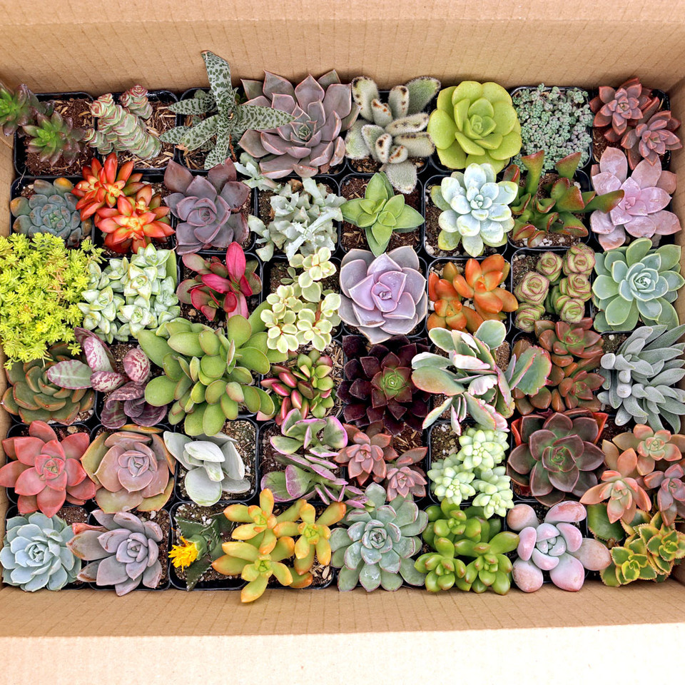 Bulk Succulents | Wholesale Succulents | Cheap Succulents