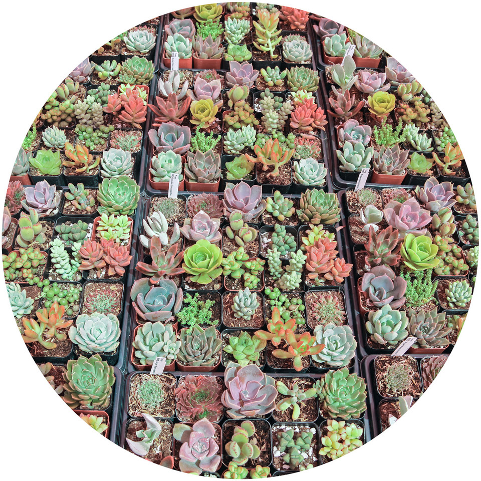 Bulk Succulents Wholesale Succulents Cheap Succulents