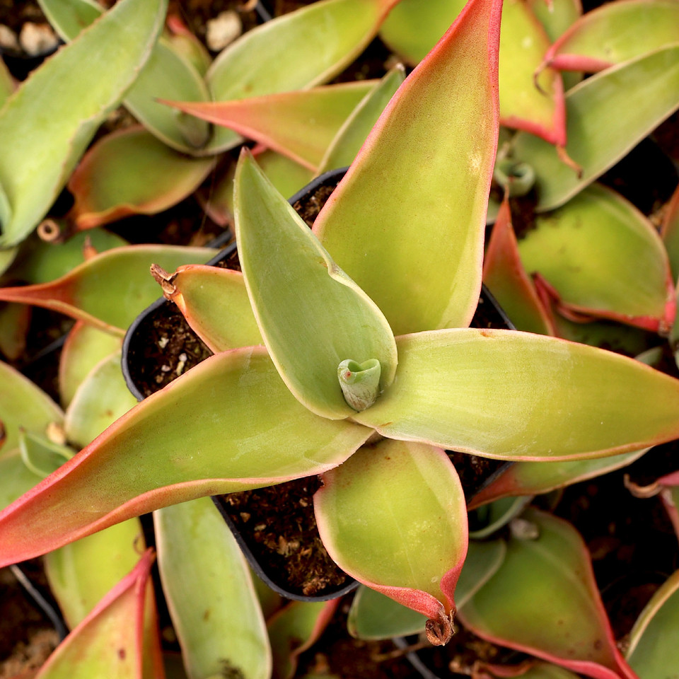 Agave For Sale Near Me Discover Your Perfect Plant at a Reasonable Price