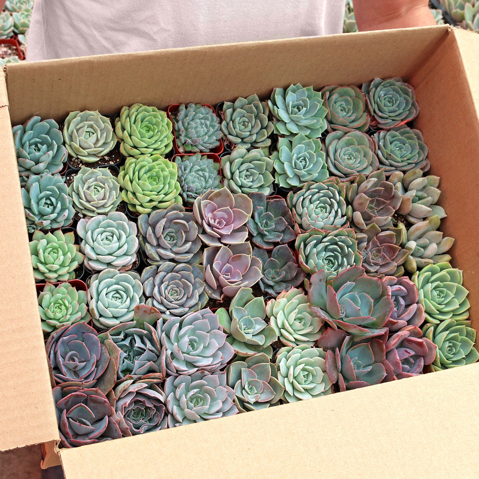 Bulk Succulents | Wholesale Succulents | Cheap Succulents