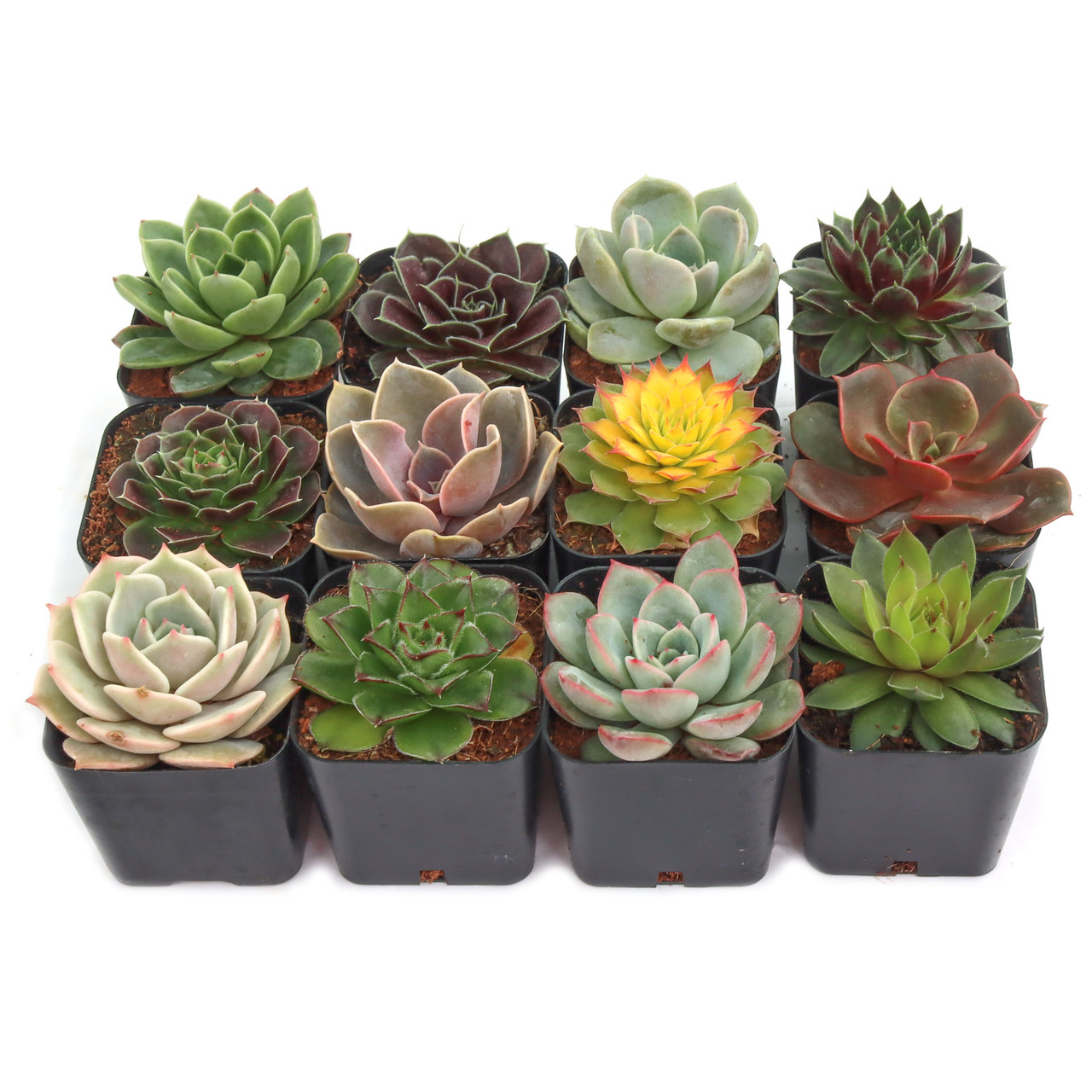 happy bean succulent Peperomia ferreyrae Nevada - Happy Bean Houseplant | Hortology