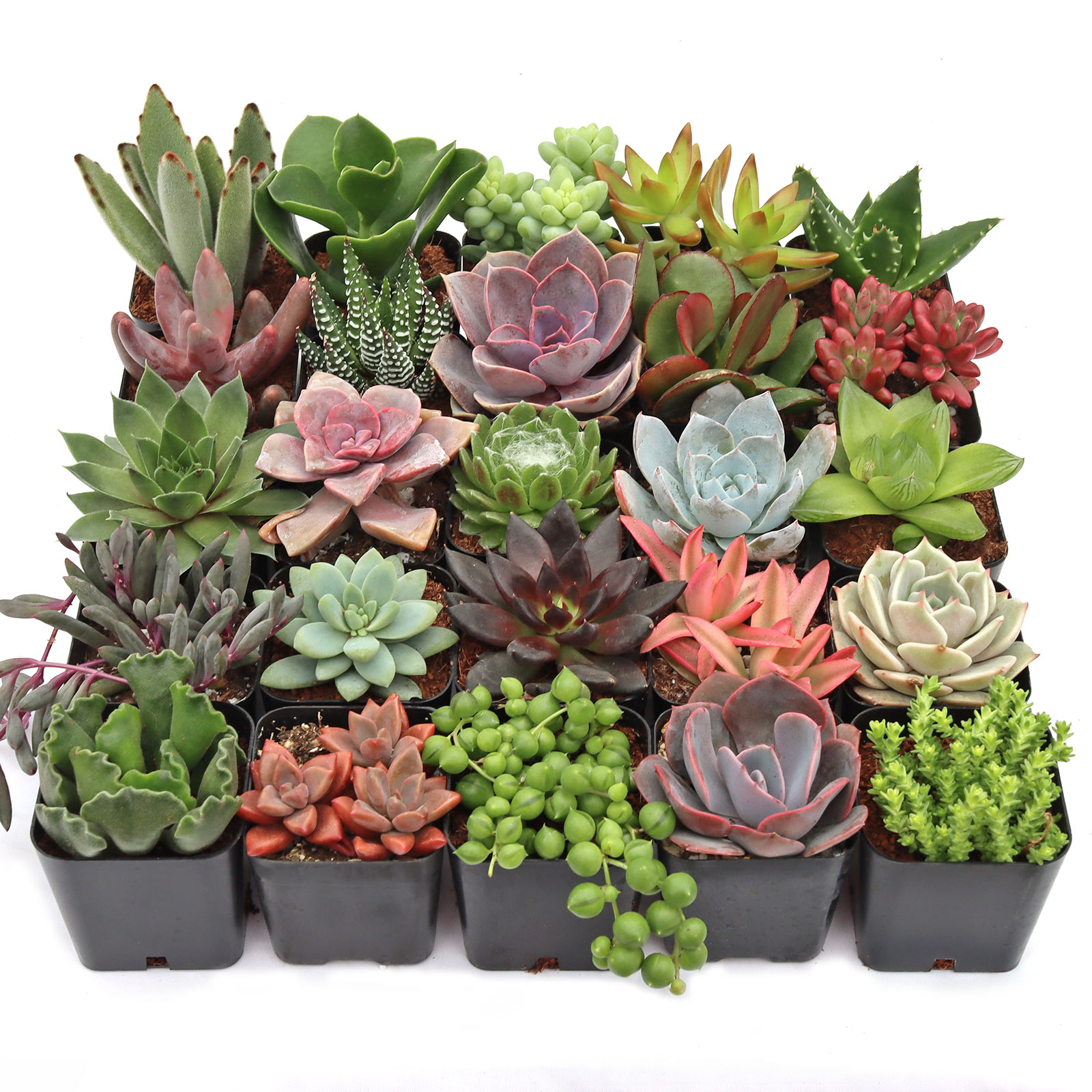 Ultimate Variety Succulents Pack (25-50 Varieties, 2