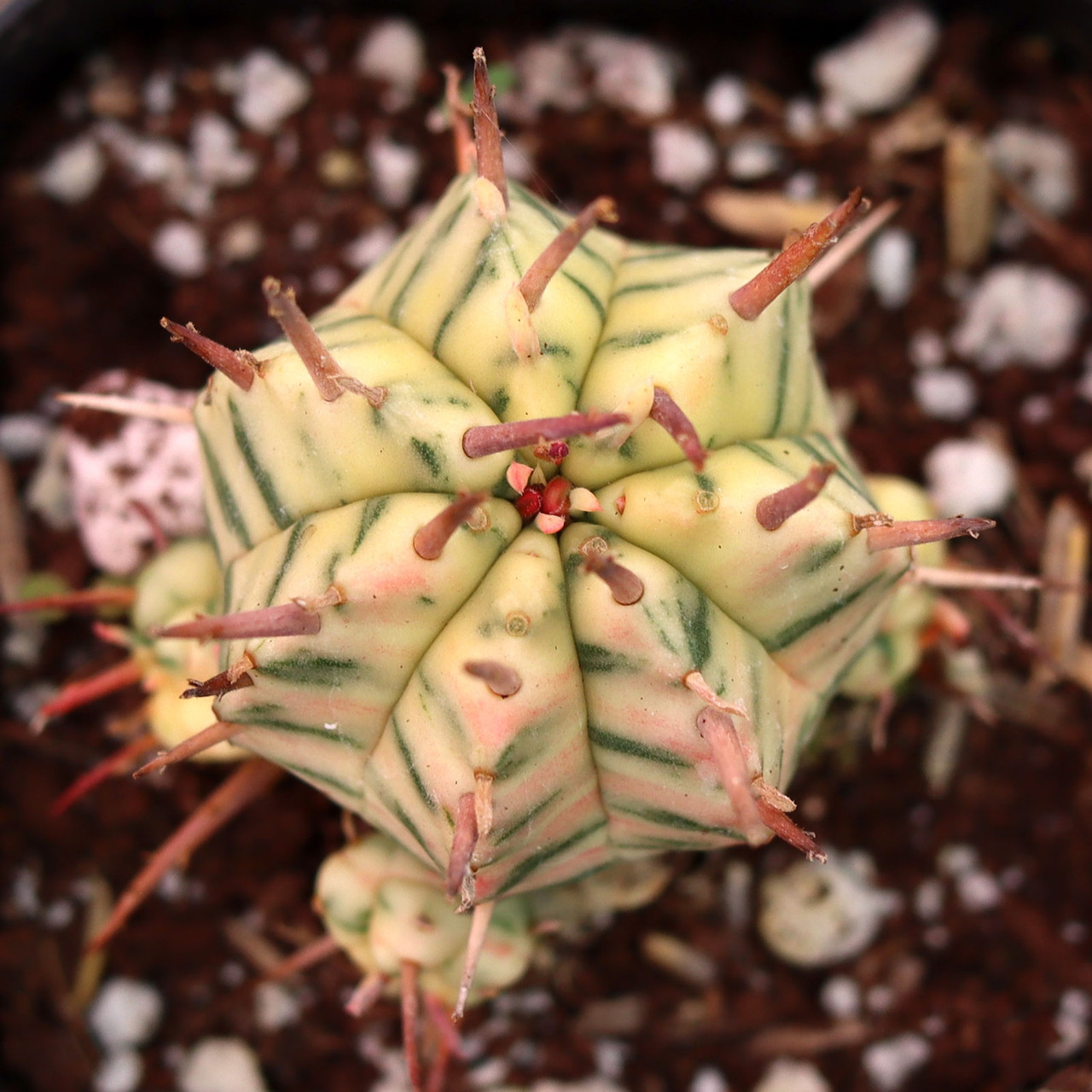 Euphorbia meloformis f. variegata [limited] | Standard Form