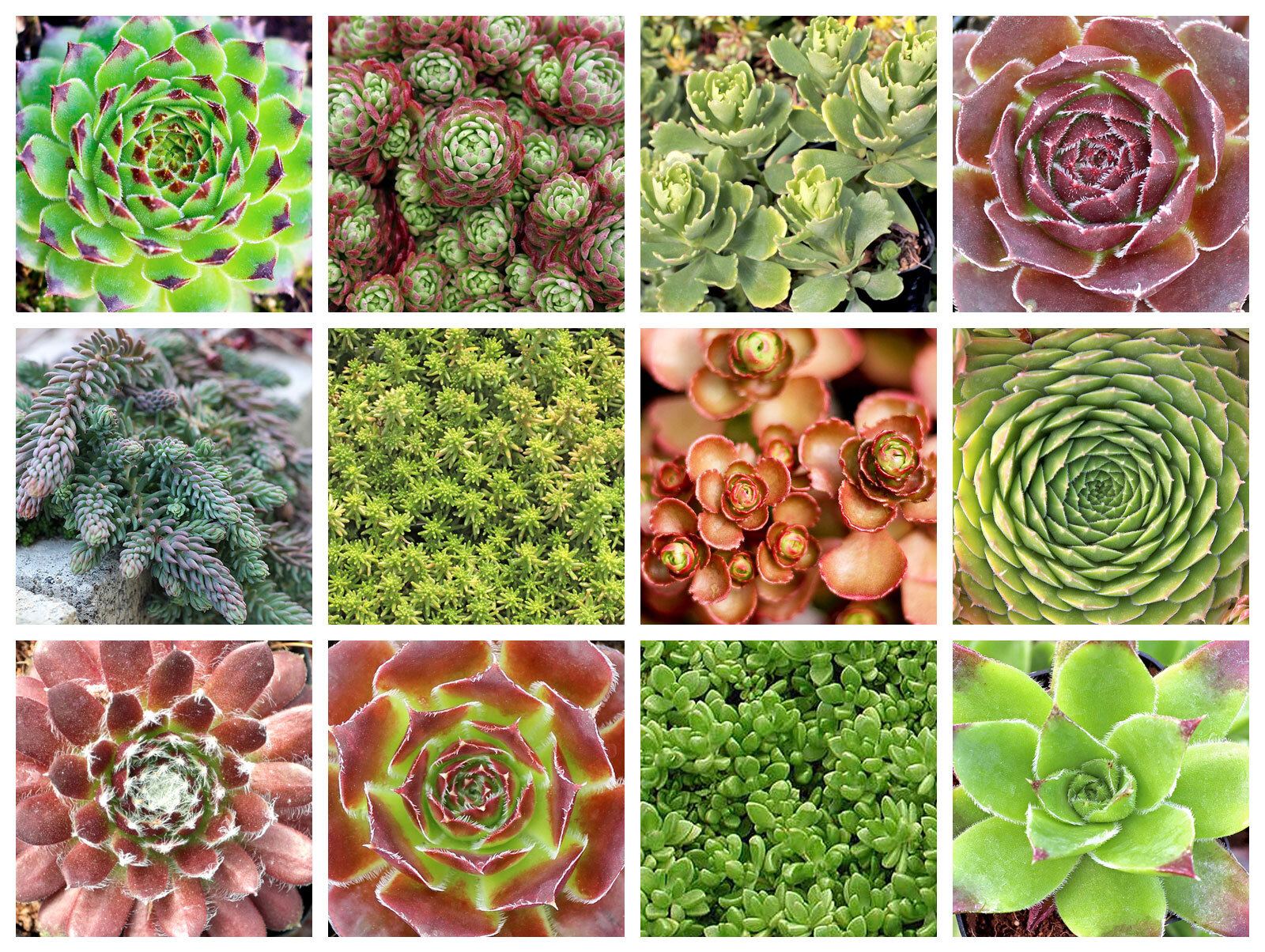 Collage of April succulents