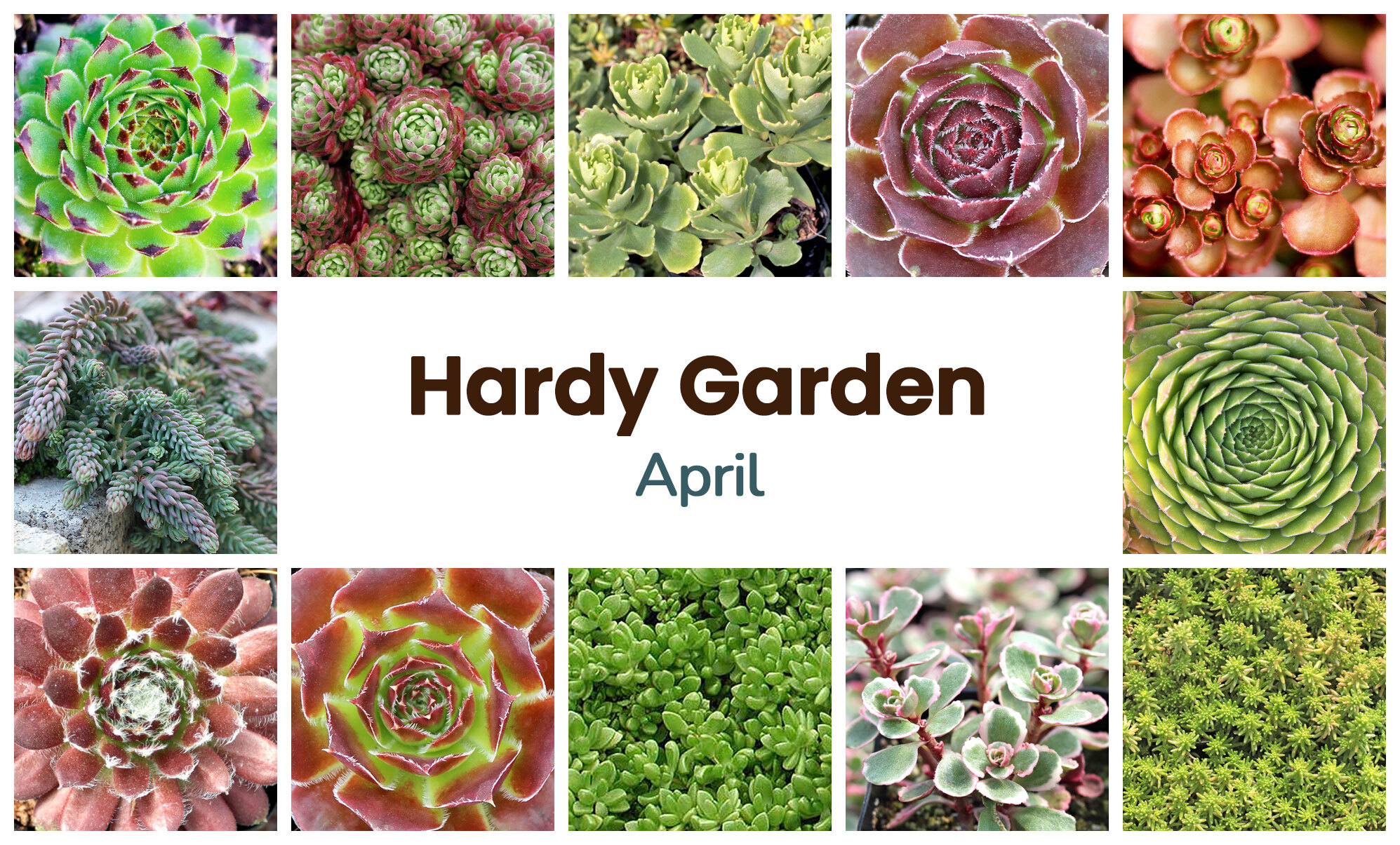 Collage of April succulents