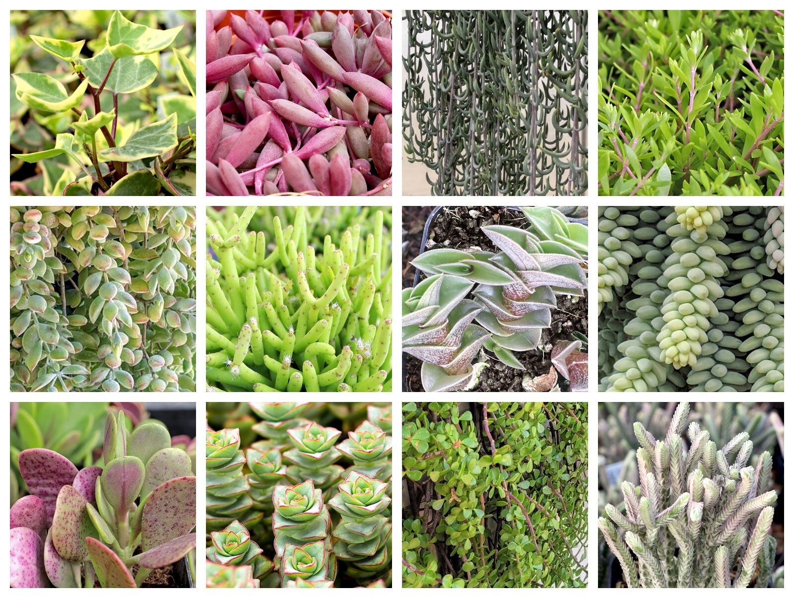 Collage of August succulents