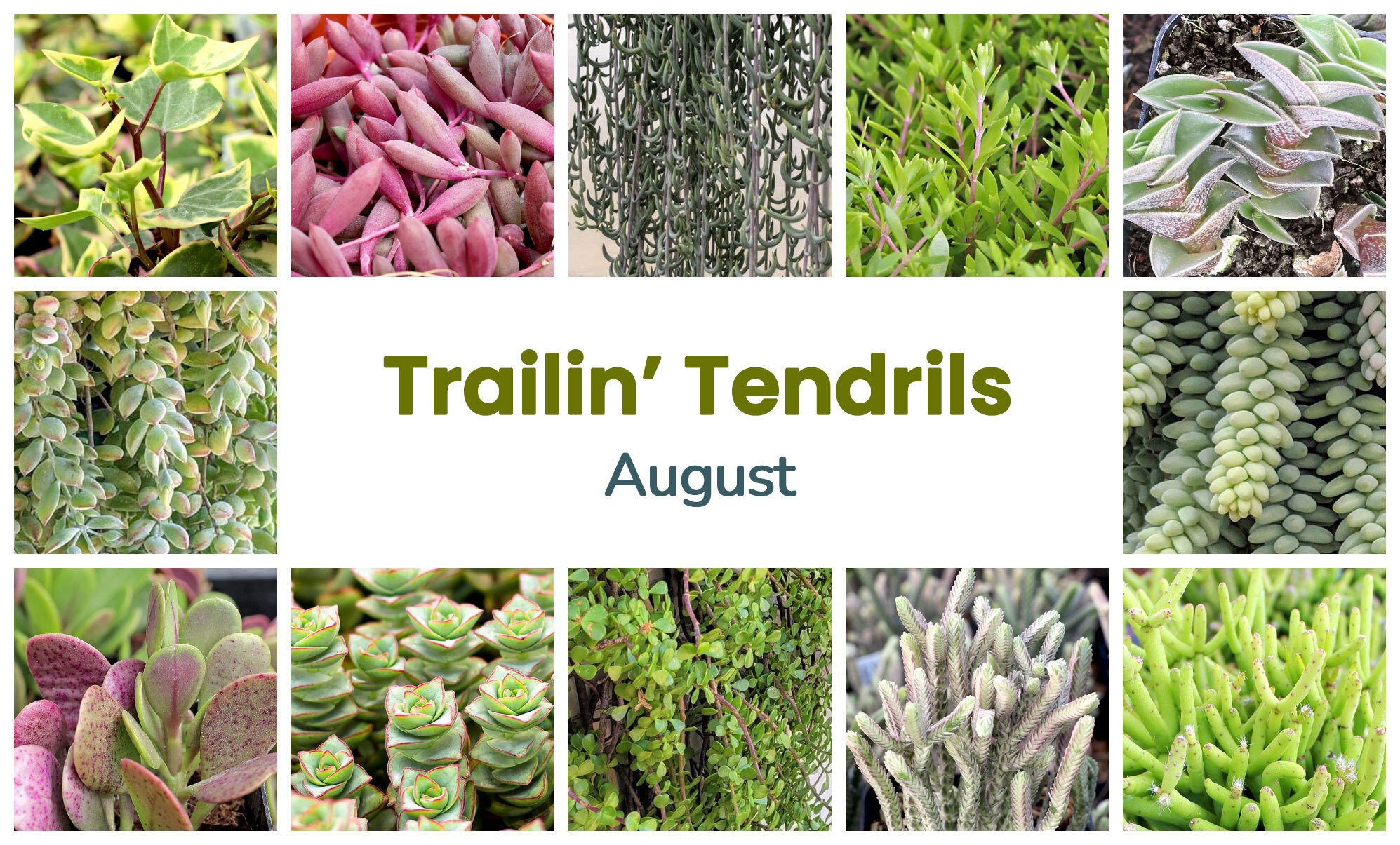 Collage of August succulents
