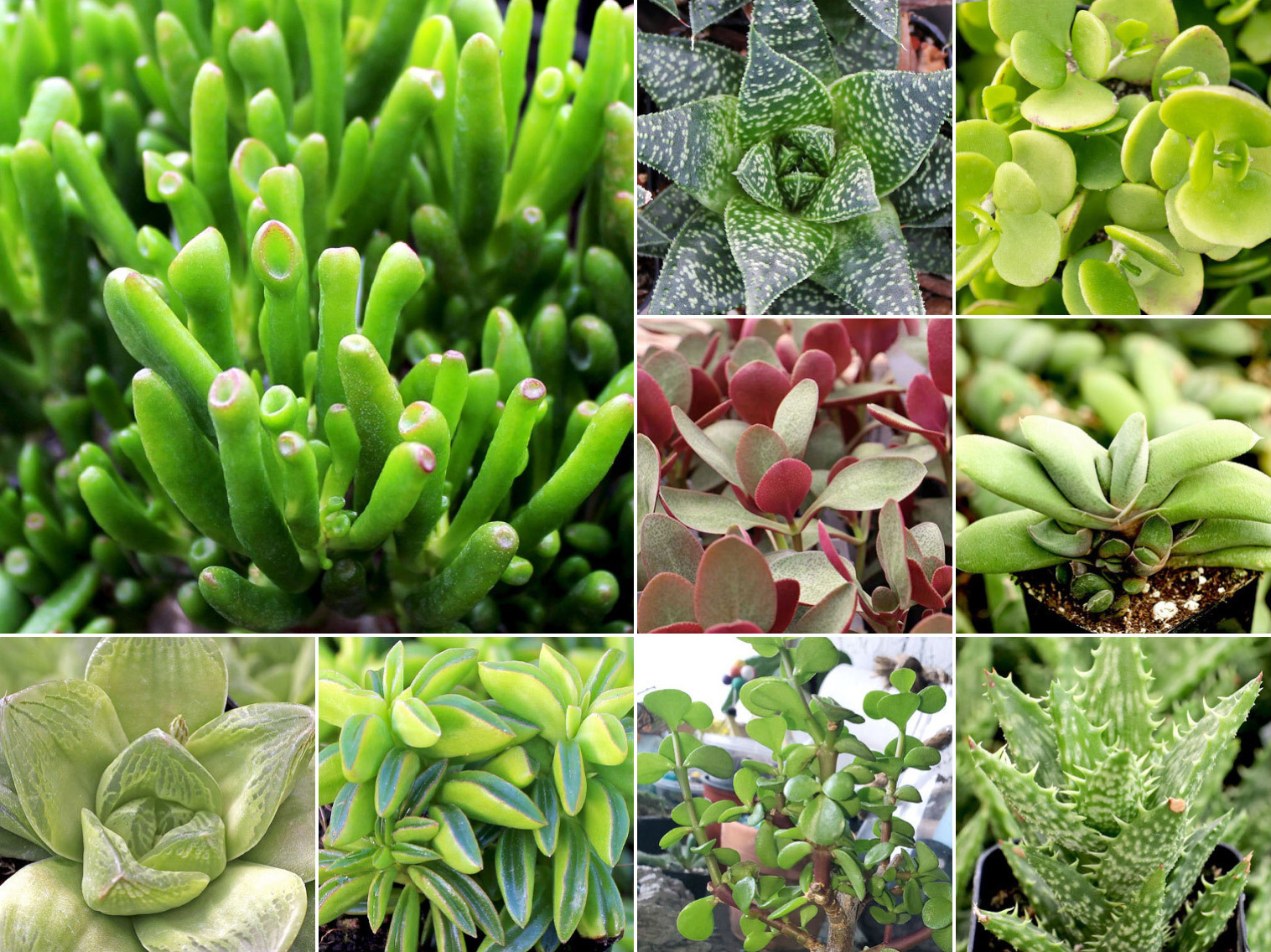 Collage of February succulents
