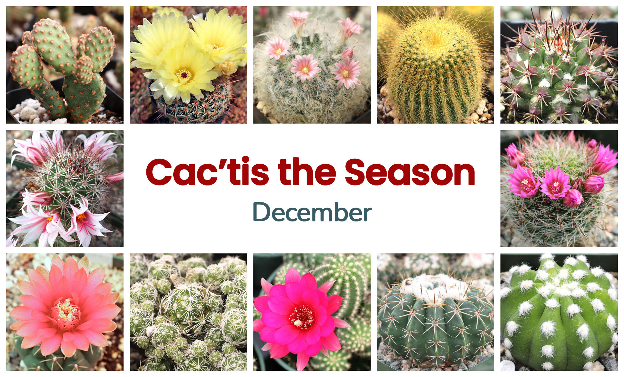 Collage of December Cacti