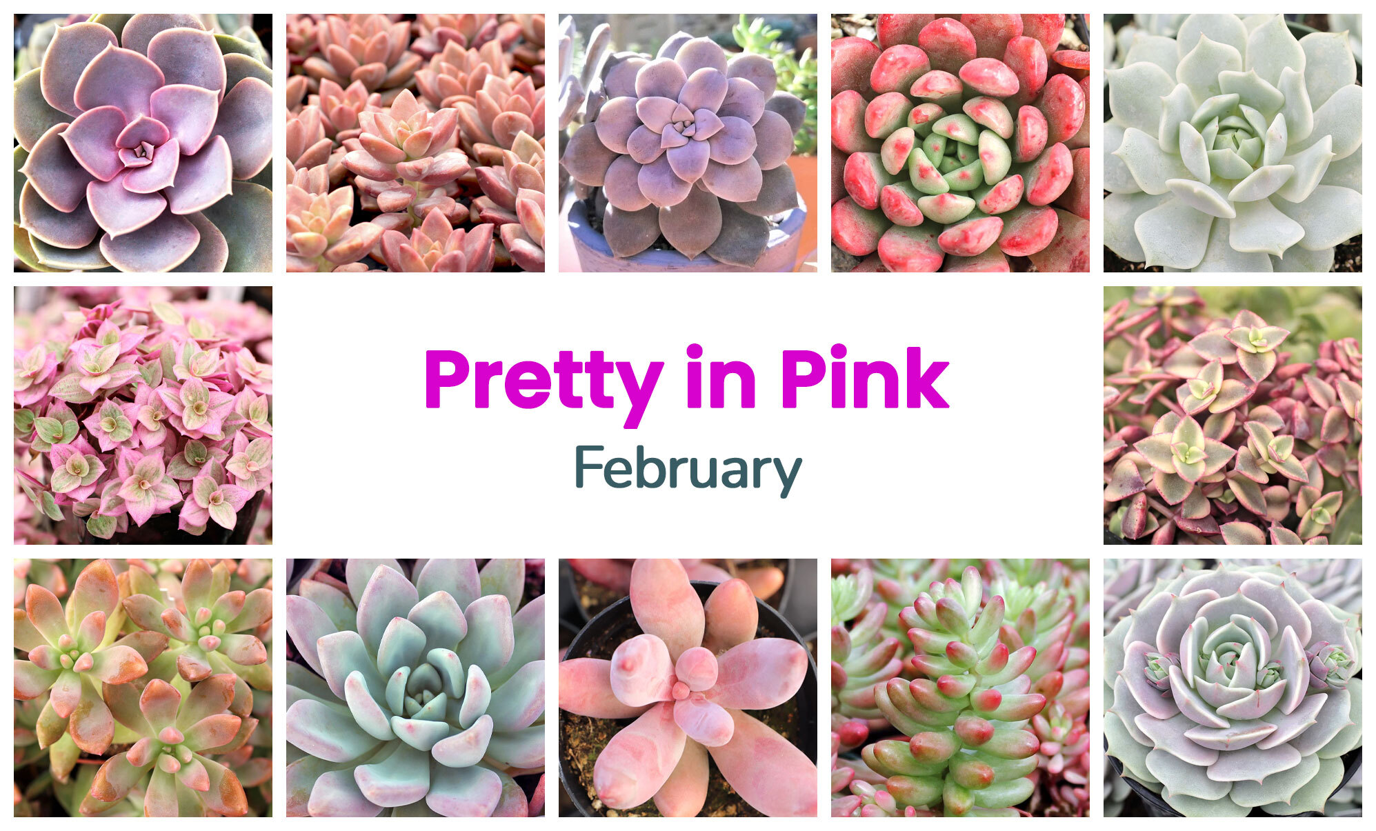 Collage of February succulents