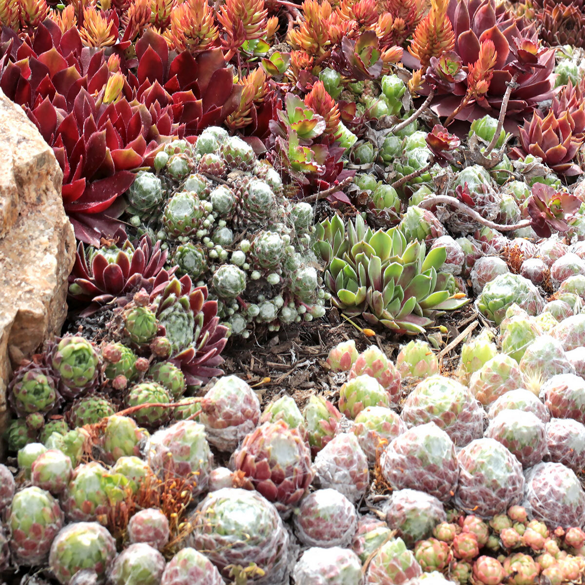 Hardy Succulents