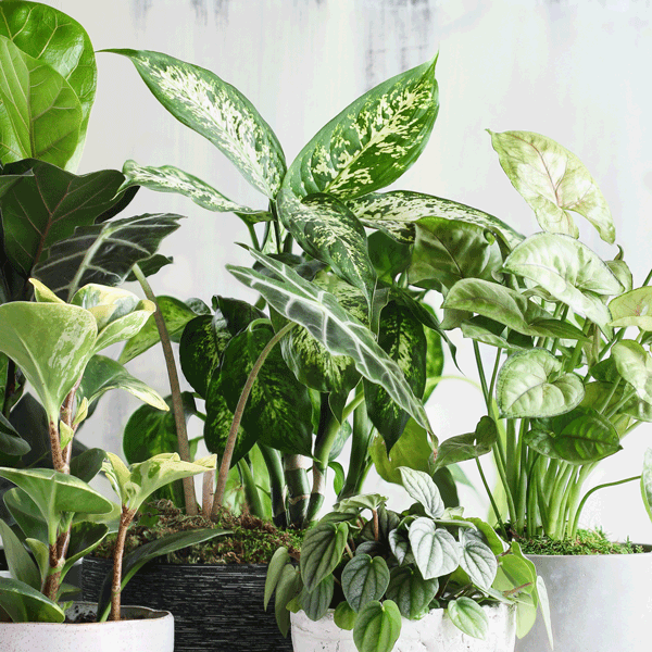 HOUSEPLANTS
