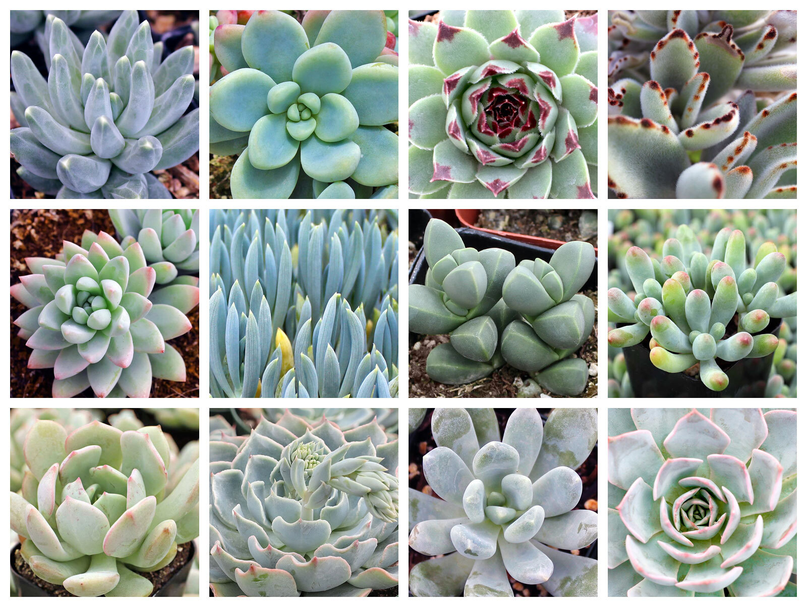 Collage of January succulents