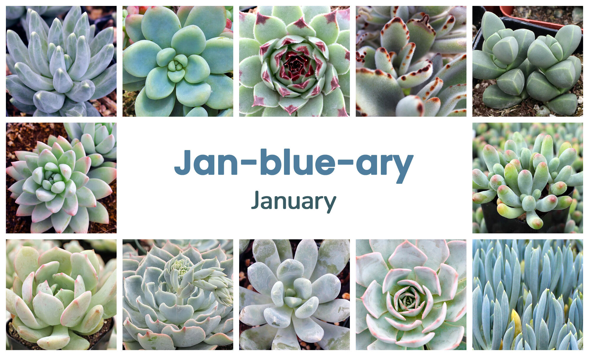 Collage of January succulents