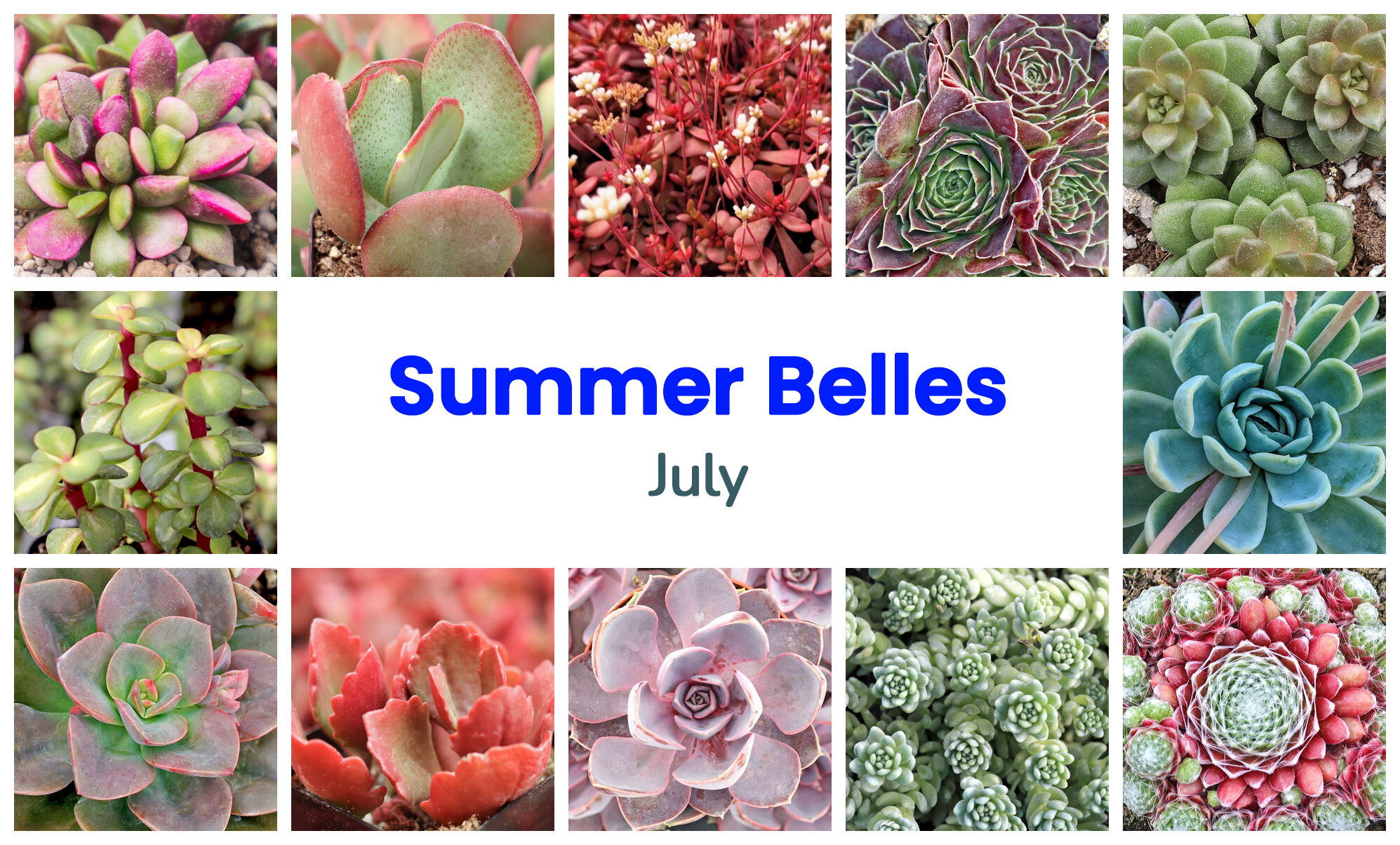 Collage of July succulents