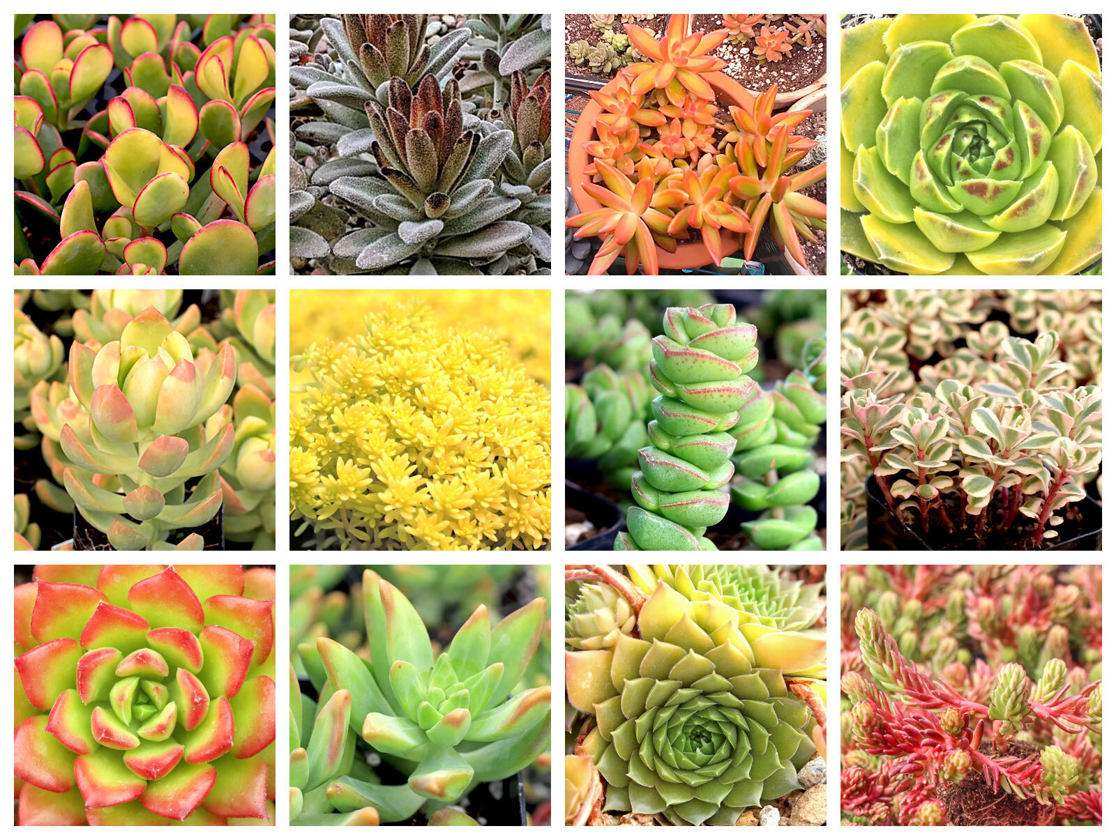 Collage of June succulents