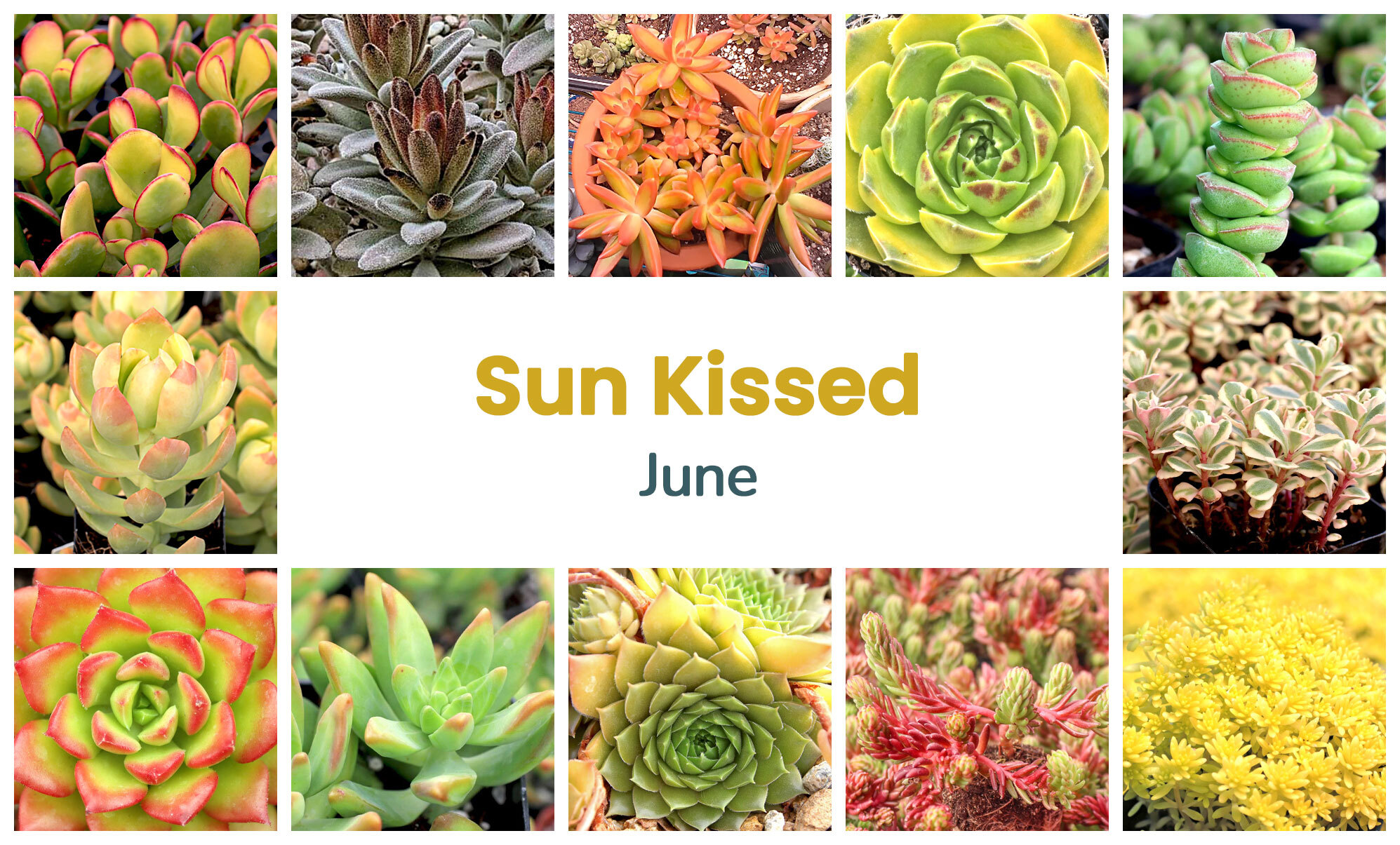 Collage of June succulents