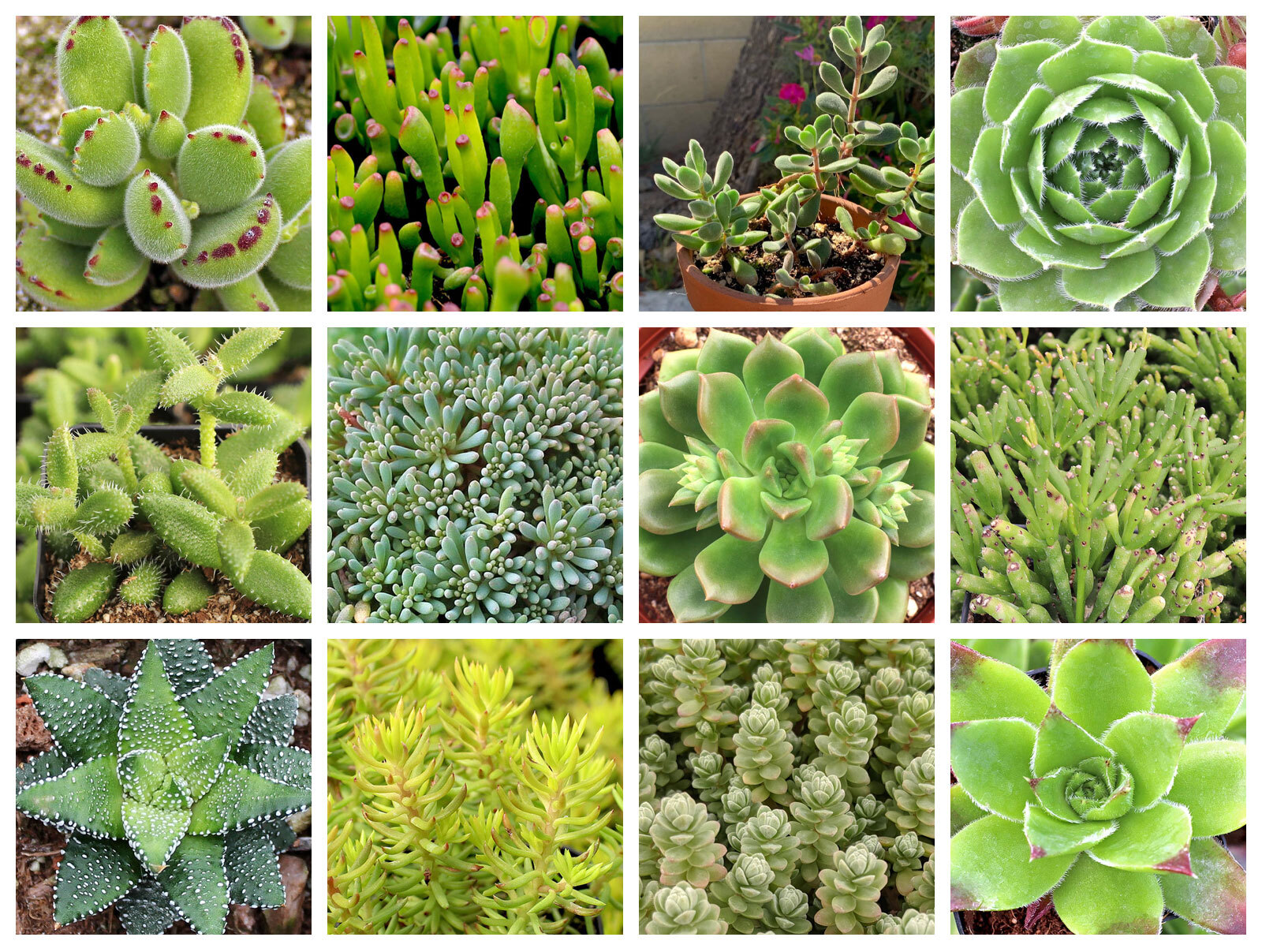 Collage of November succulents
