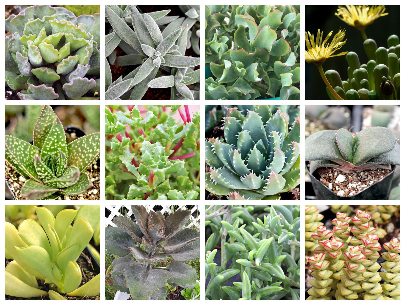 Collage of May succulents