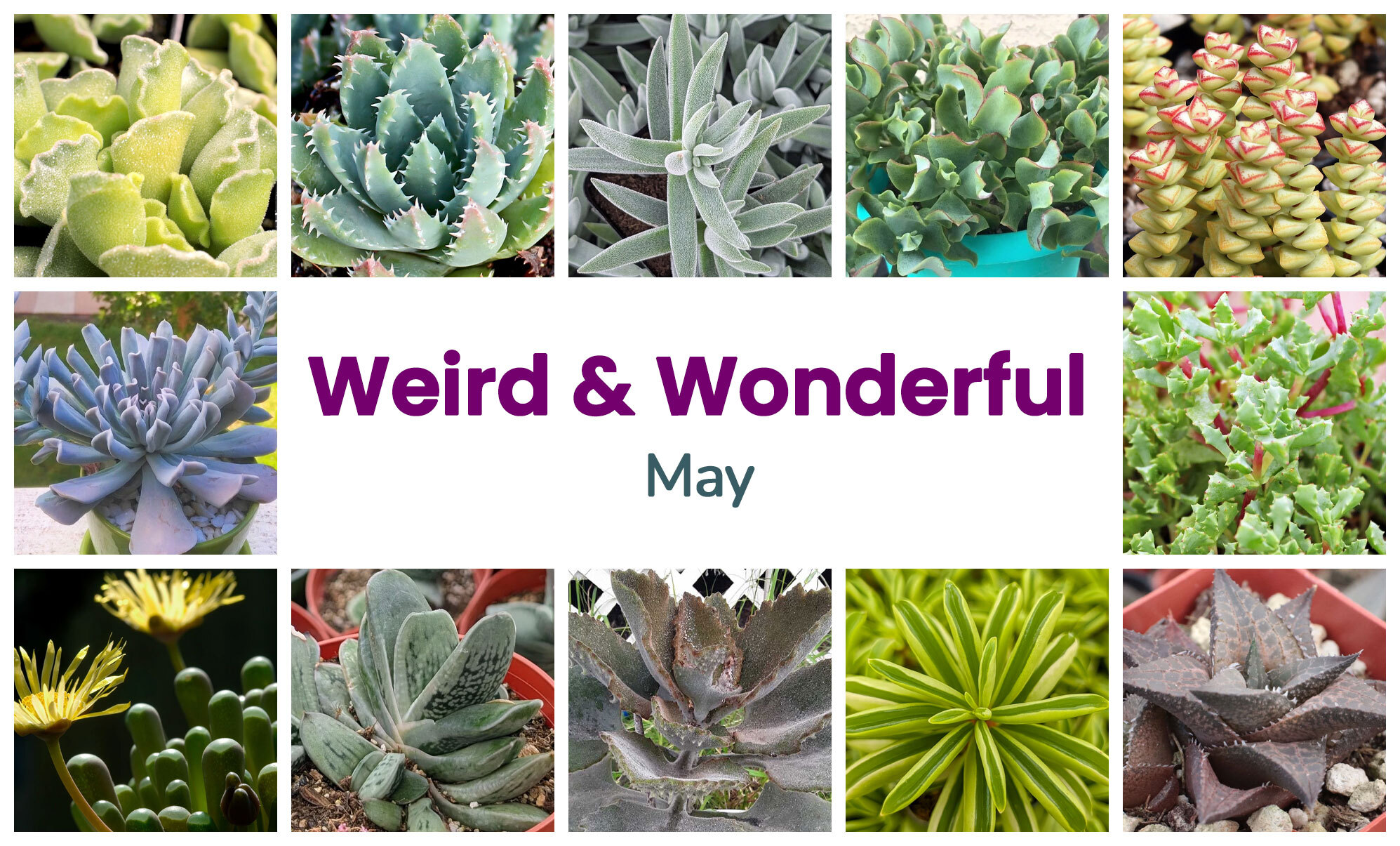 Collage of May succulents