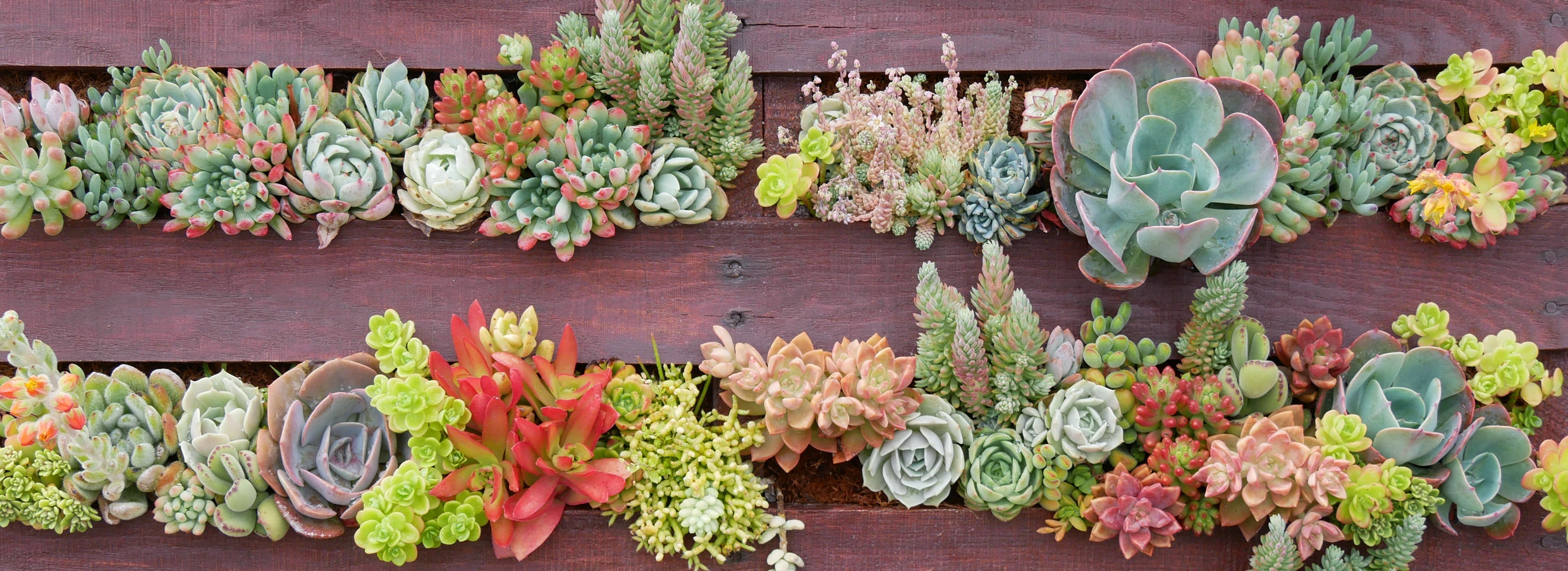 Succulents for Sale Online | Mountain Crest Gardens® Succulent Plants