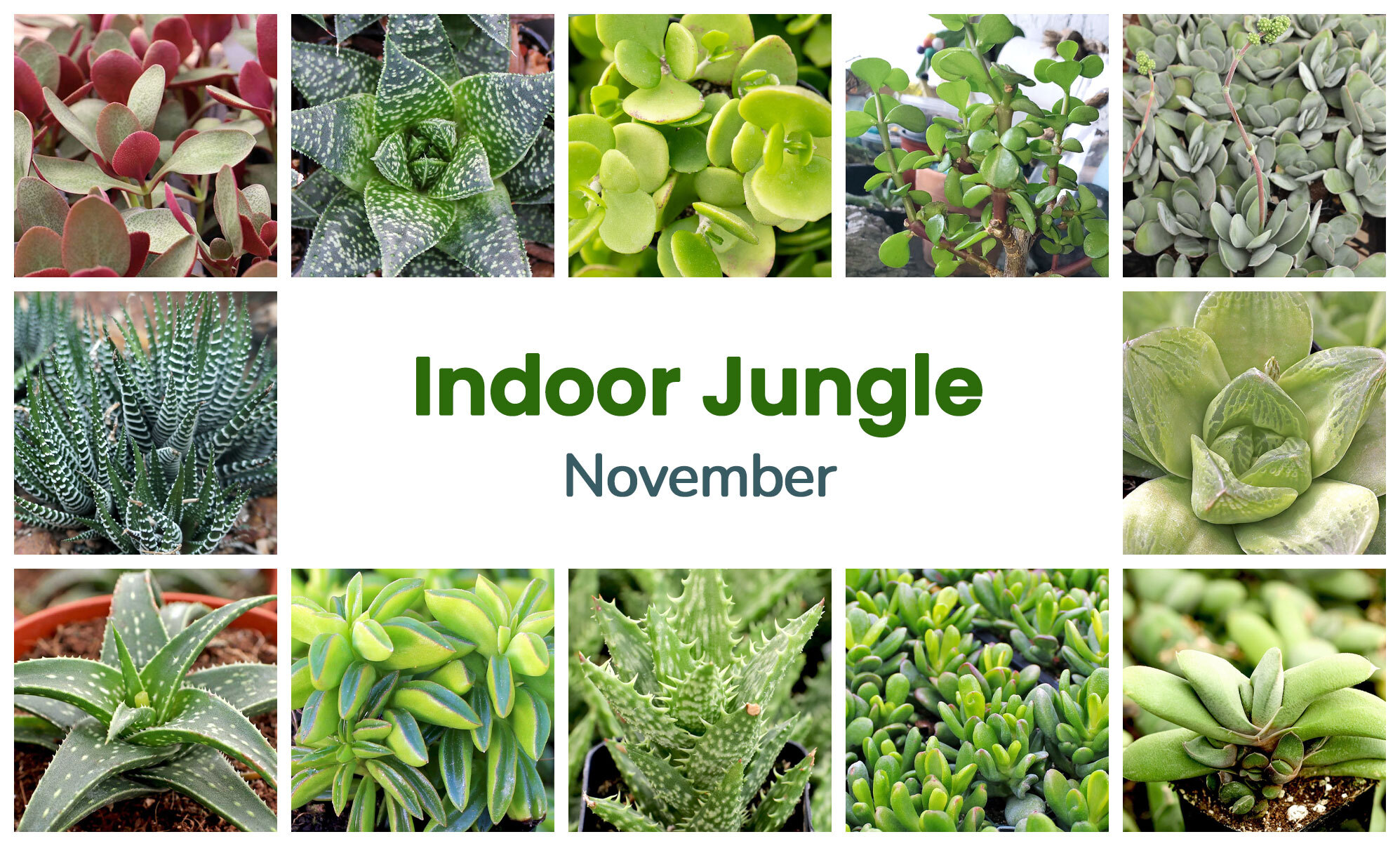 Collage of November succulents