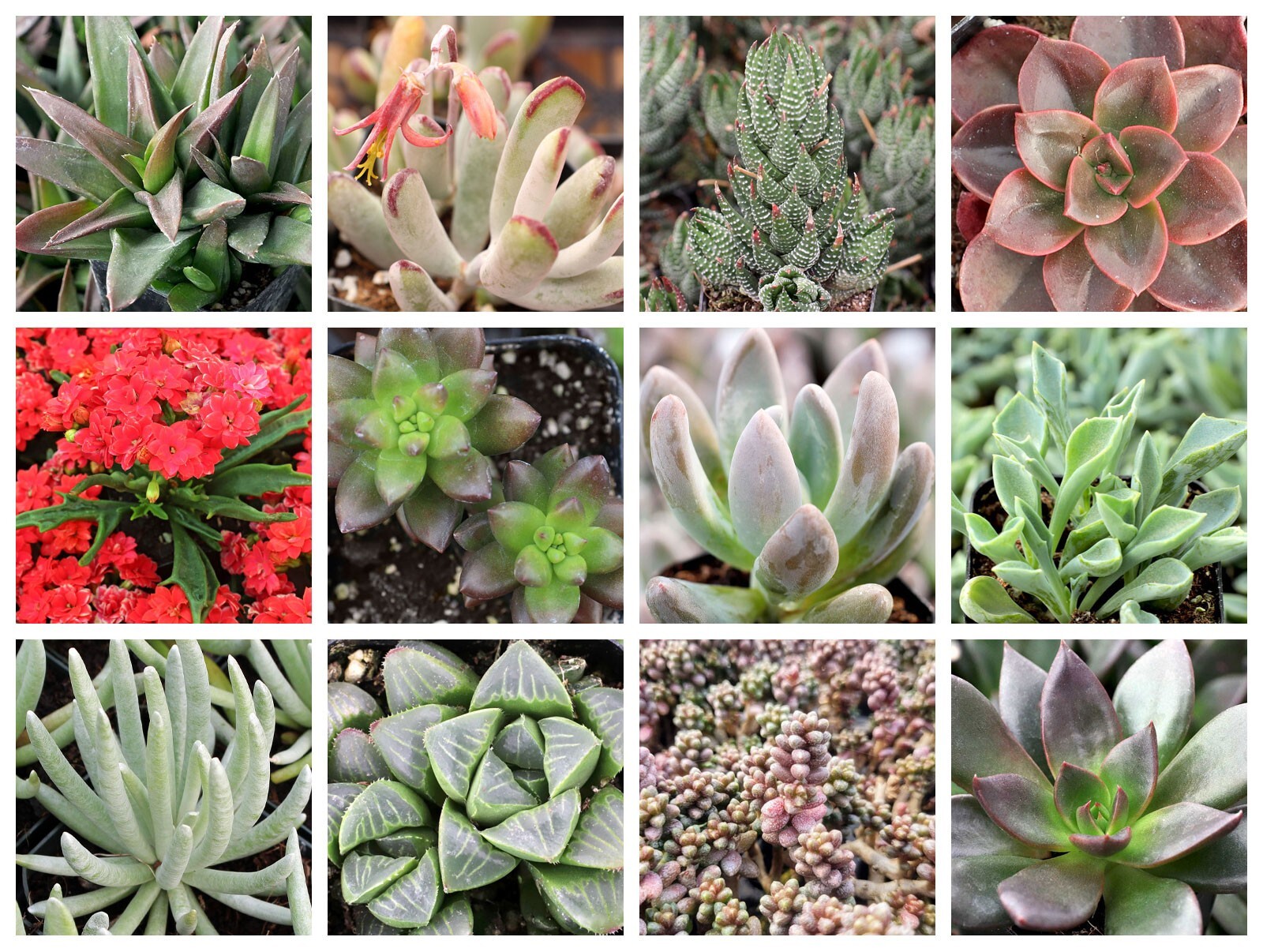 Collage of October succulents