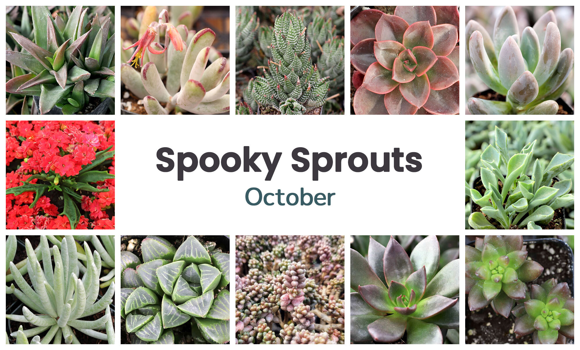 Collage of October succulents