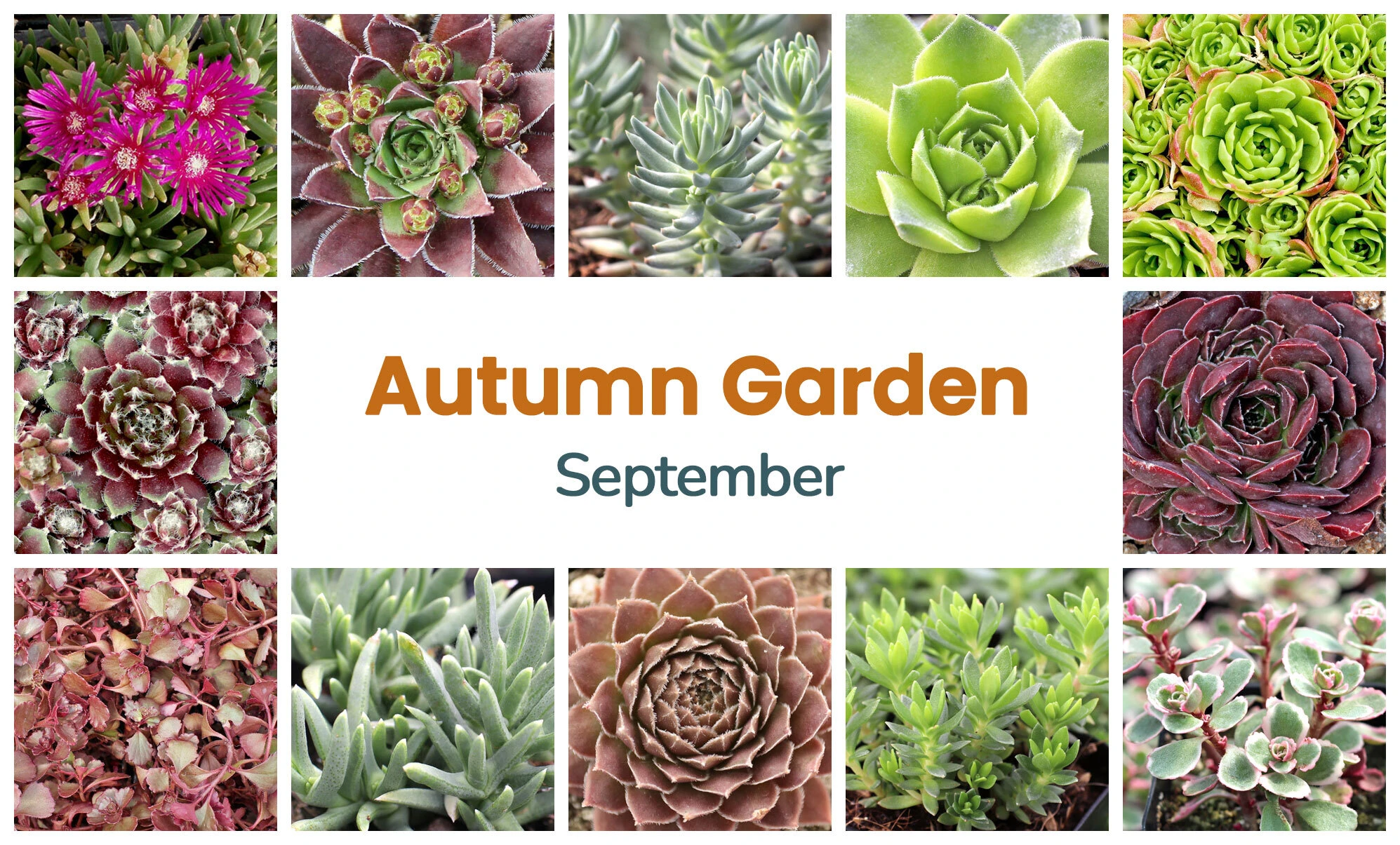 Collage of September succulents