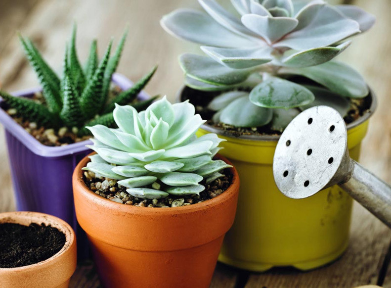 4 plots with succulents next to a water canister