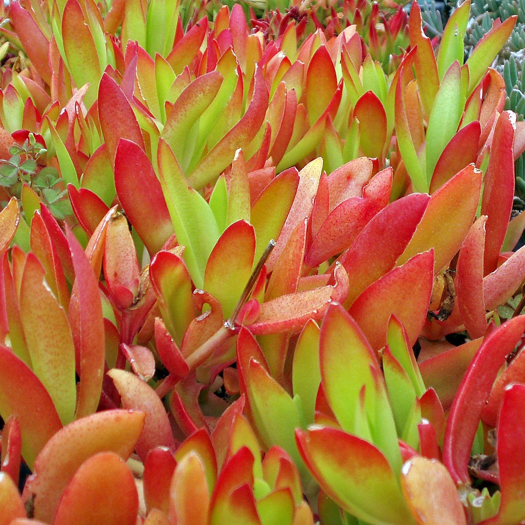 square succulent Square Succulent Pots with Tray