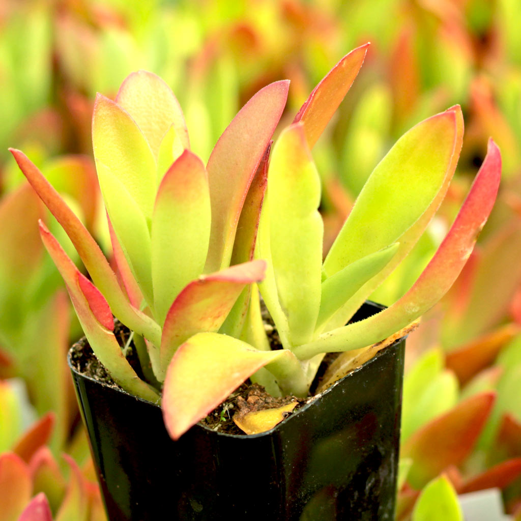 house plant seed Houseplant Newbie Houseplant Seed Collection