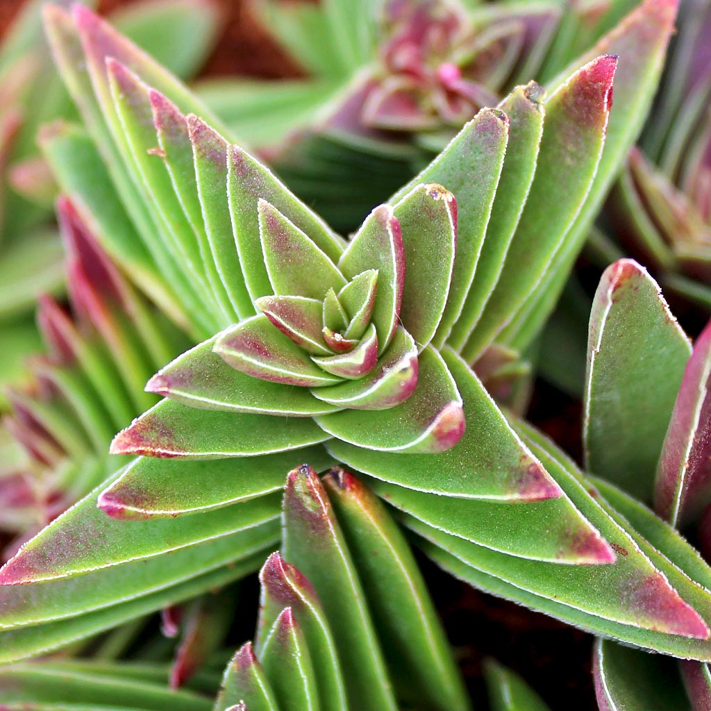 Crassula capitella - Red Pagoda