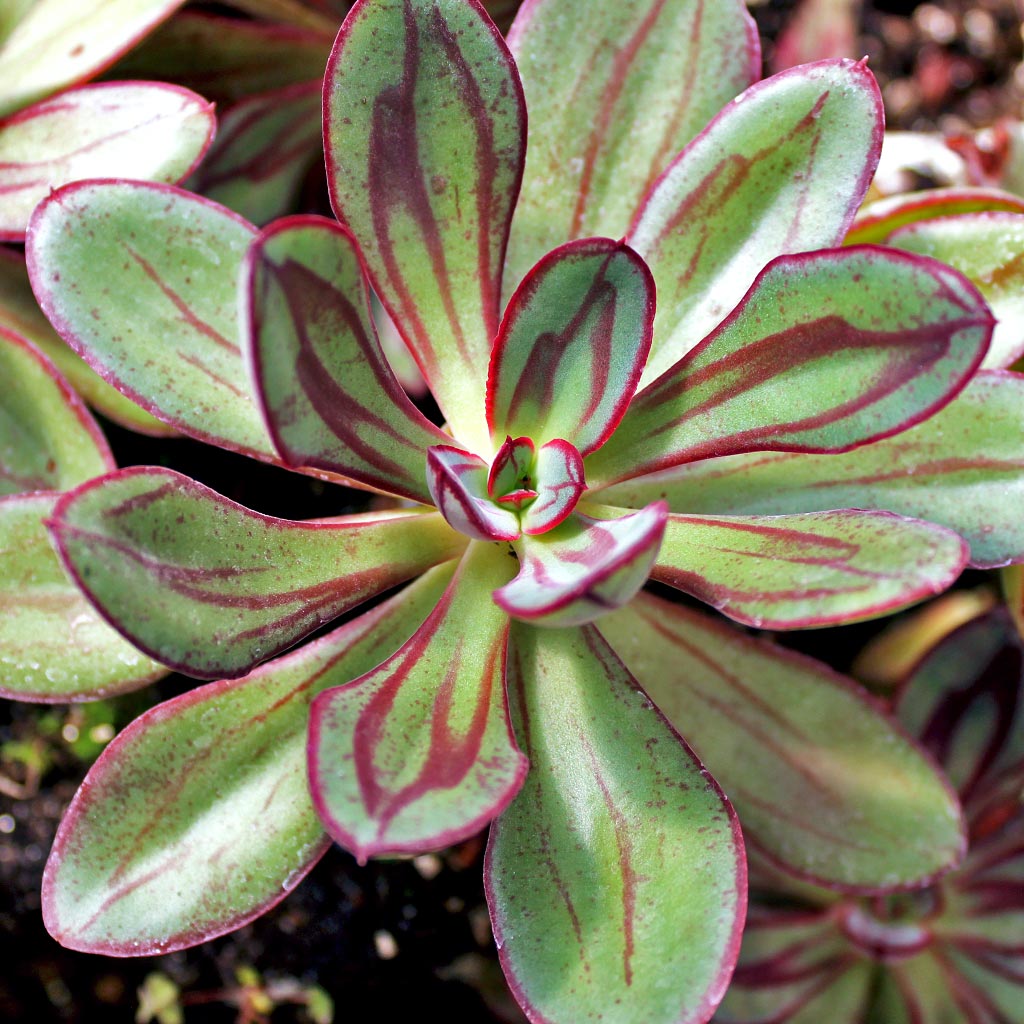 Echeveria nodulosa - Painted Echeveria | MCG