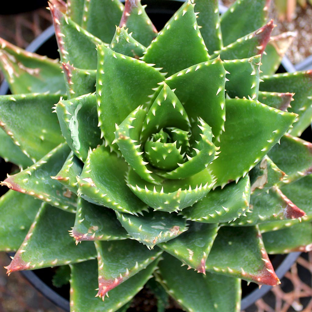 kokosl mit aloe vera mischen Bolero Aloe Vera Kokosnuss Getrnkepulver  Exotischer Genuss mit Aloe Vera