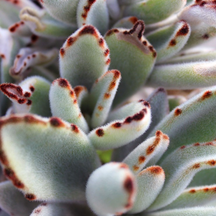 Kalanchoe tomentosa - Panda Plant | Mountain Crest Gardens