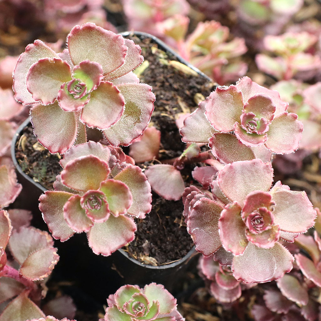 Sedum spurium 'Voodoo' - Sedum (Stonecrop)
