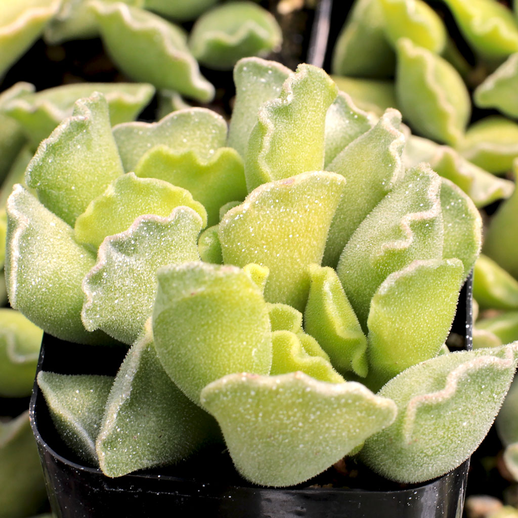 スキンダプサス アグレリウスミント ☆レア種☆ agrerius mint crinkle_leaf_plant__70267.