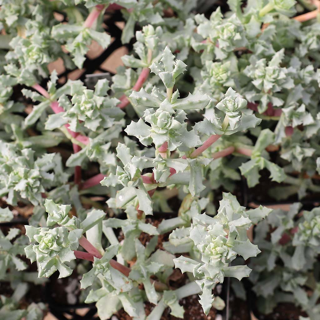 Oscularia deltoides - Pink Vygie | Mountain Crest Gardens™