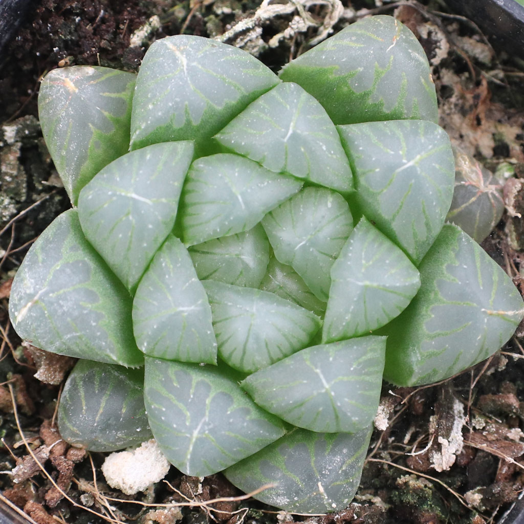 clay bulk planter nursery pots Nursery Pot — Green Acres Nursery & Supply