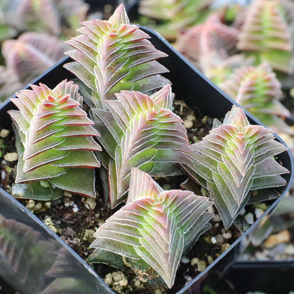 zz plant for sale ZZ Plant  Zelen