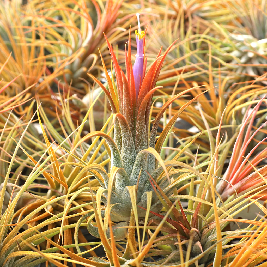 Tillandsia ionantha ‘Yellow Magic’ Ionantha Druid (Turns YELLOW When In Bloom!) – Air Plant Hub