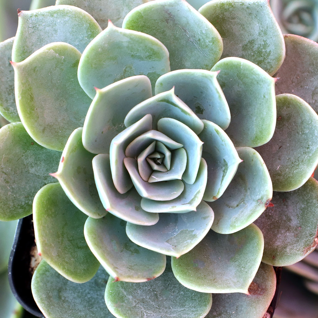 echeveria_secunda__01442.