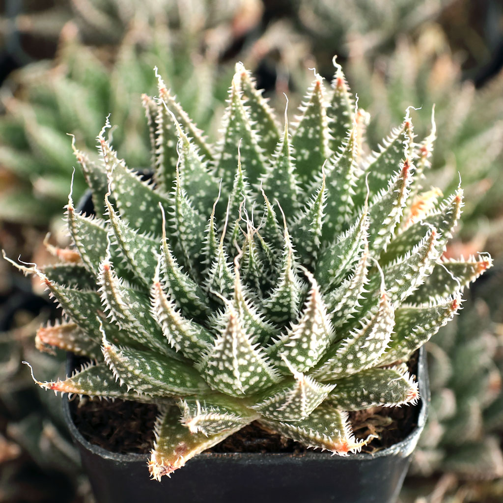 Aloe aristata - Lace Aloe - Mountain Crest Gardens