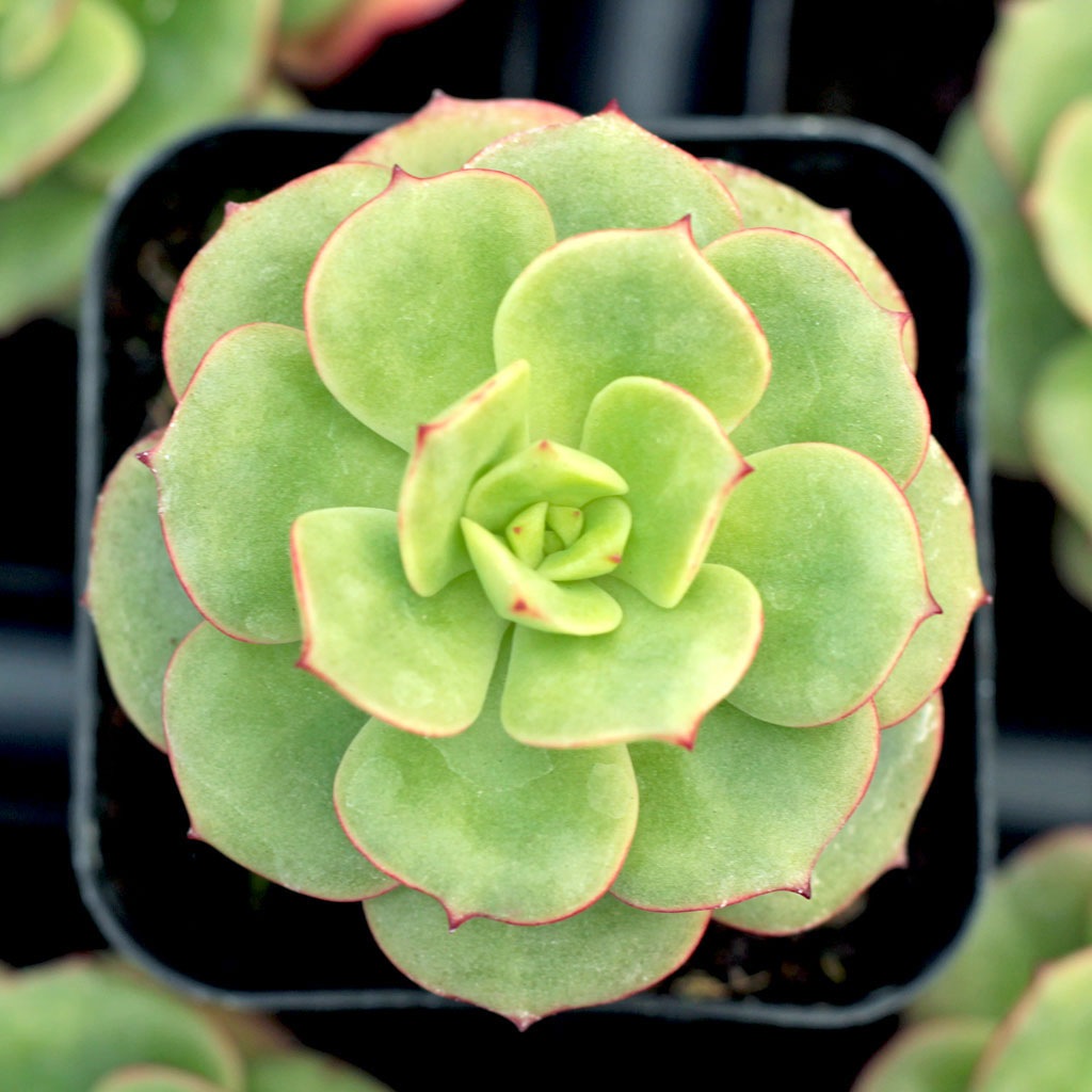 echeveria_wilderness__49080.