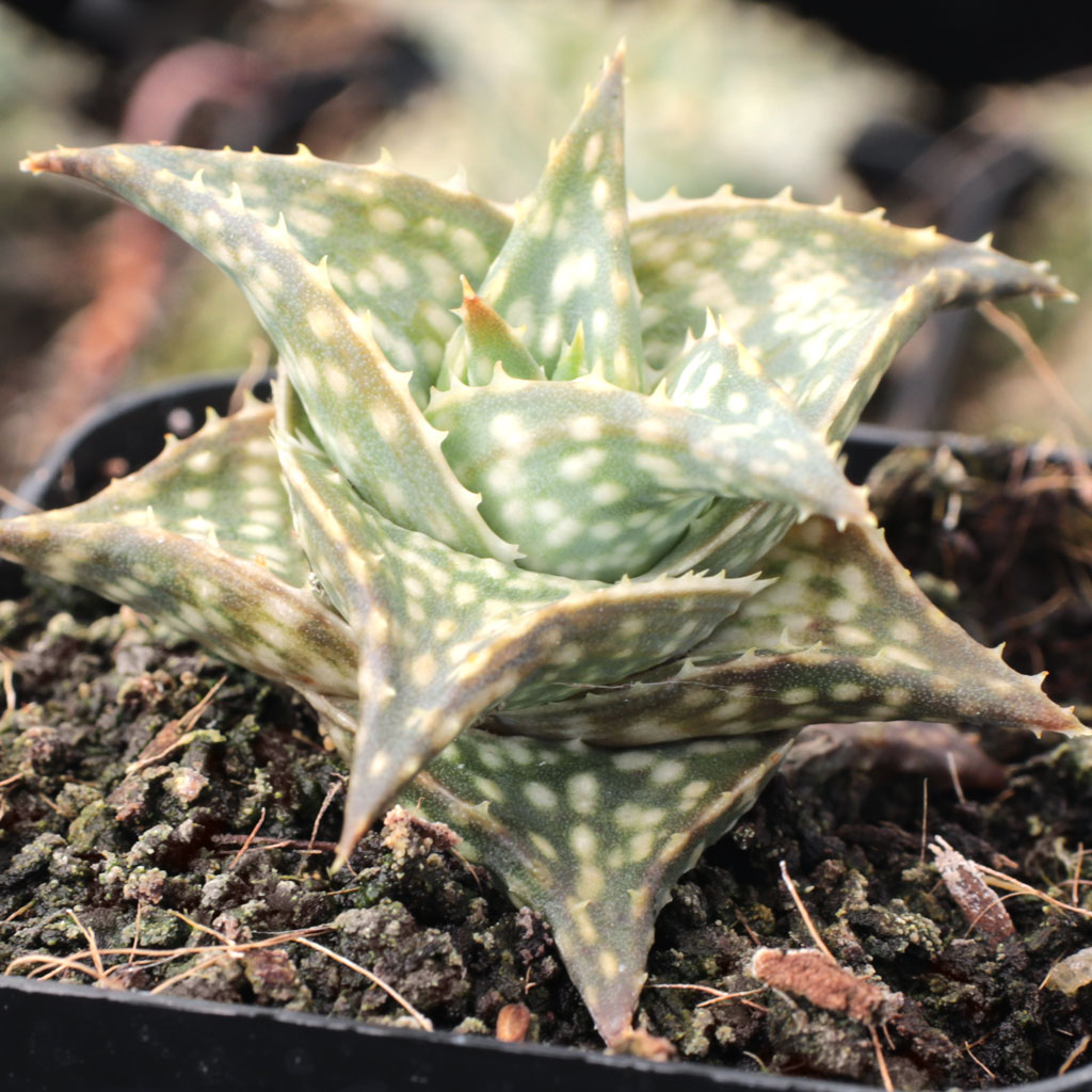 Aloe 'Winter Sky' - Mountain Crest Gardens