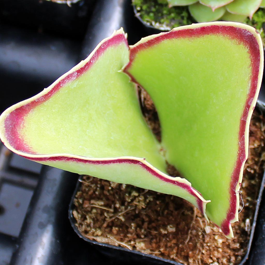 Kalanchoe synsepala - Mountain Crest Gardens