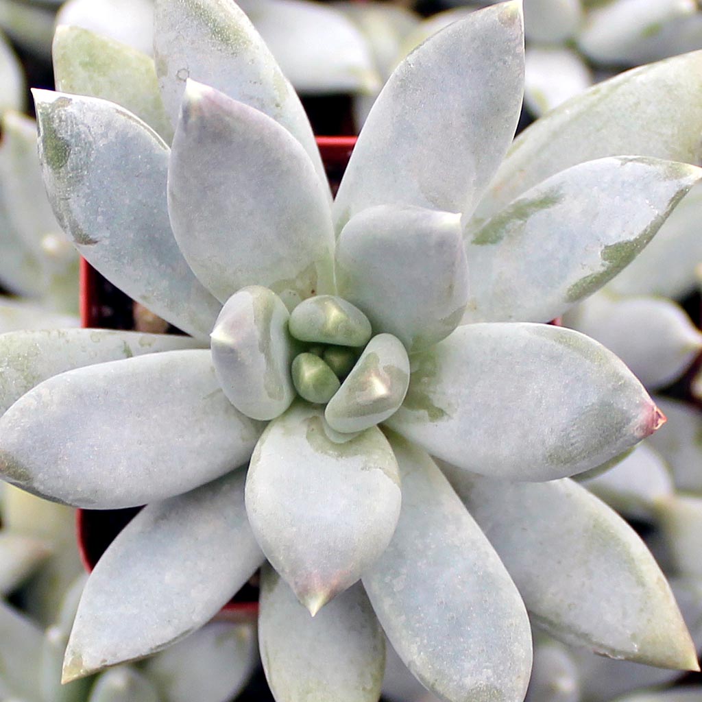 pachyphytum-hookeri__32011.