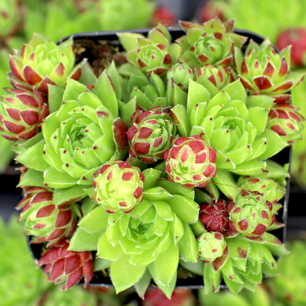 Sempervivum globiferum ssp. hirtum f/ Bulgaria