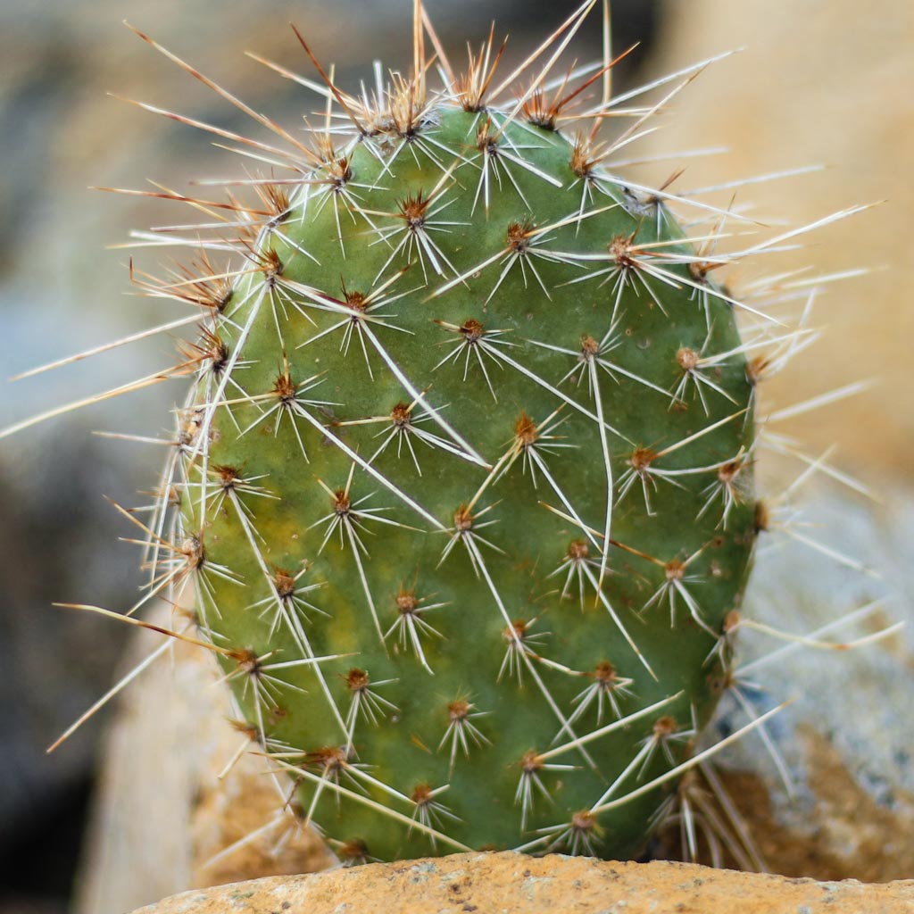 Opuntia polyacantha 'Nebraska Orange' - Mountain Crest Gardens